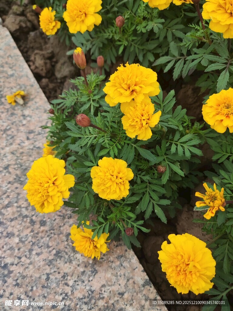 路边盛放的鲜艳黄色花朵