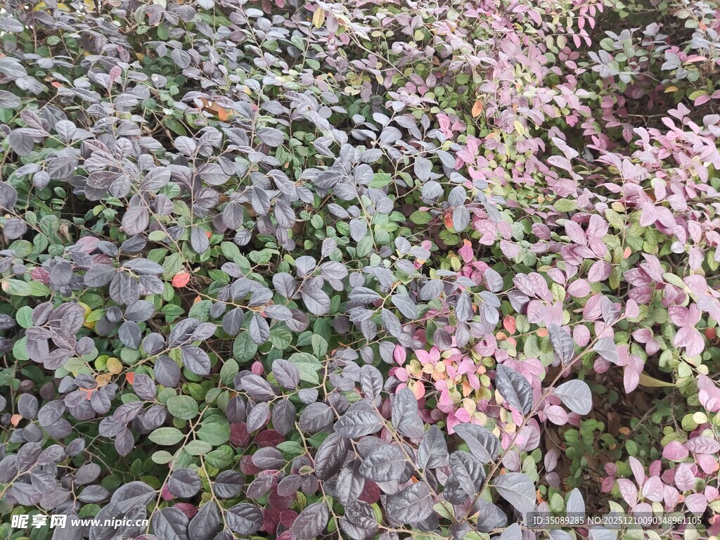 多彩叶片植物景观