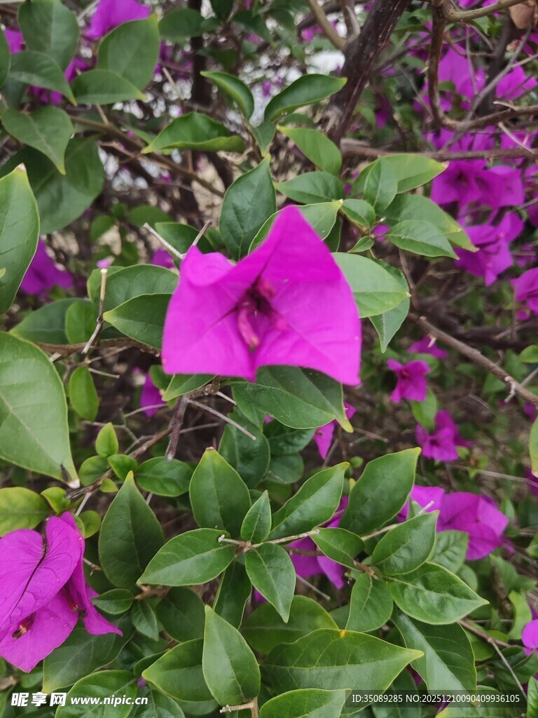 娇艳三角梅绽放绿叶间