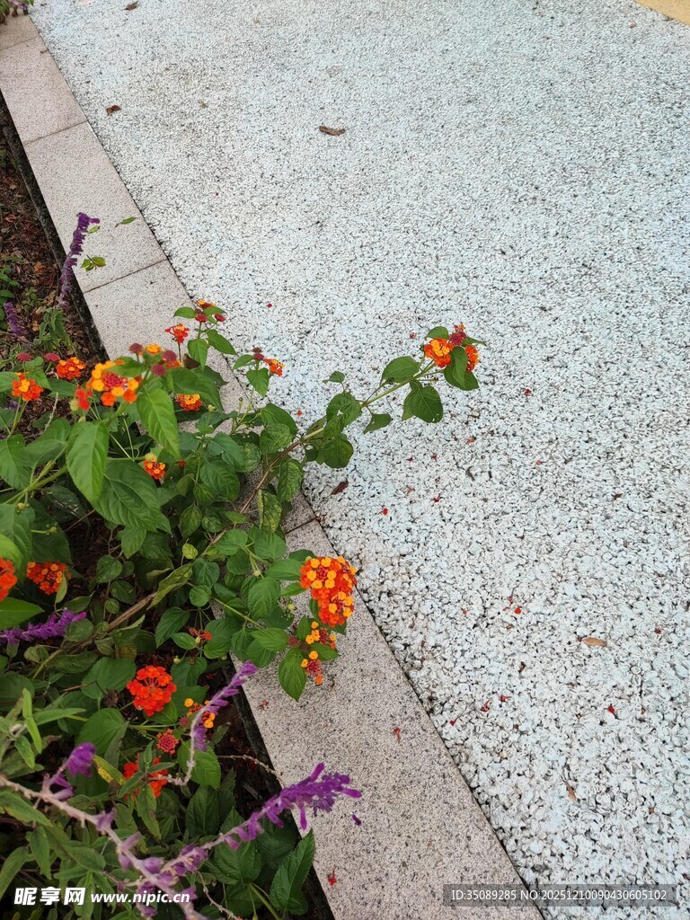 石缝间绽放的多彩小花