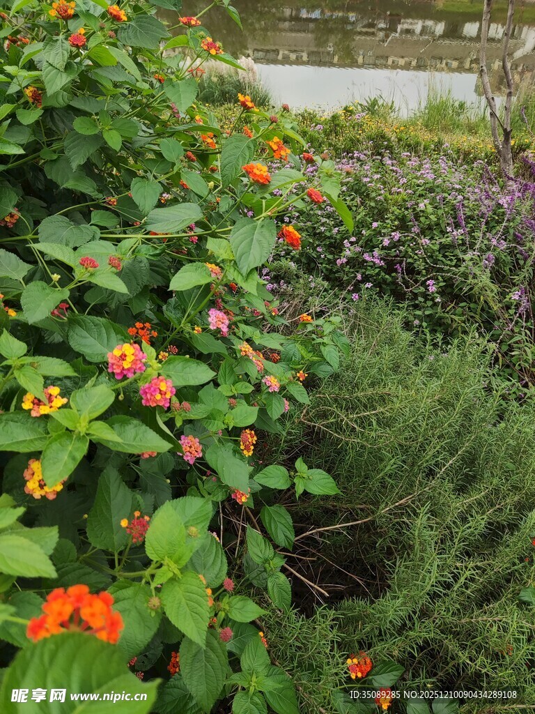 多彩花卉与绿植景观