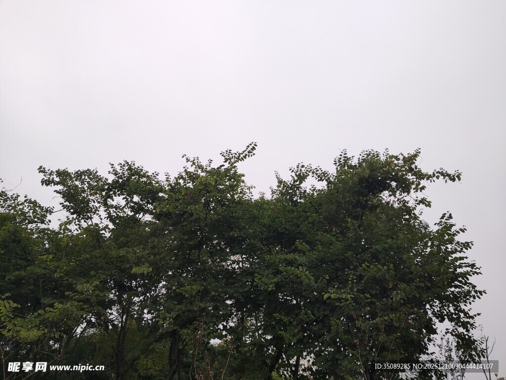 茂密绿树展现自然生机