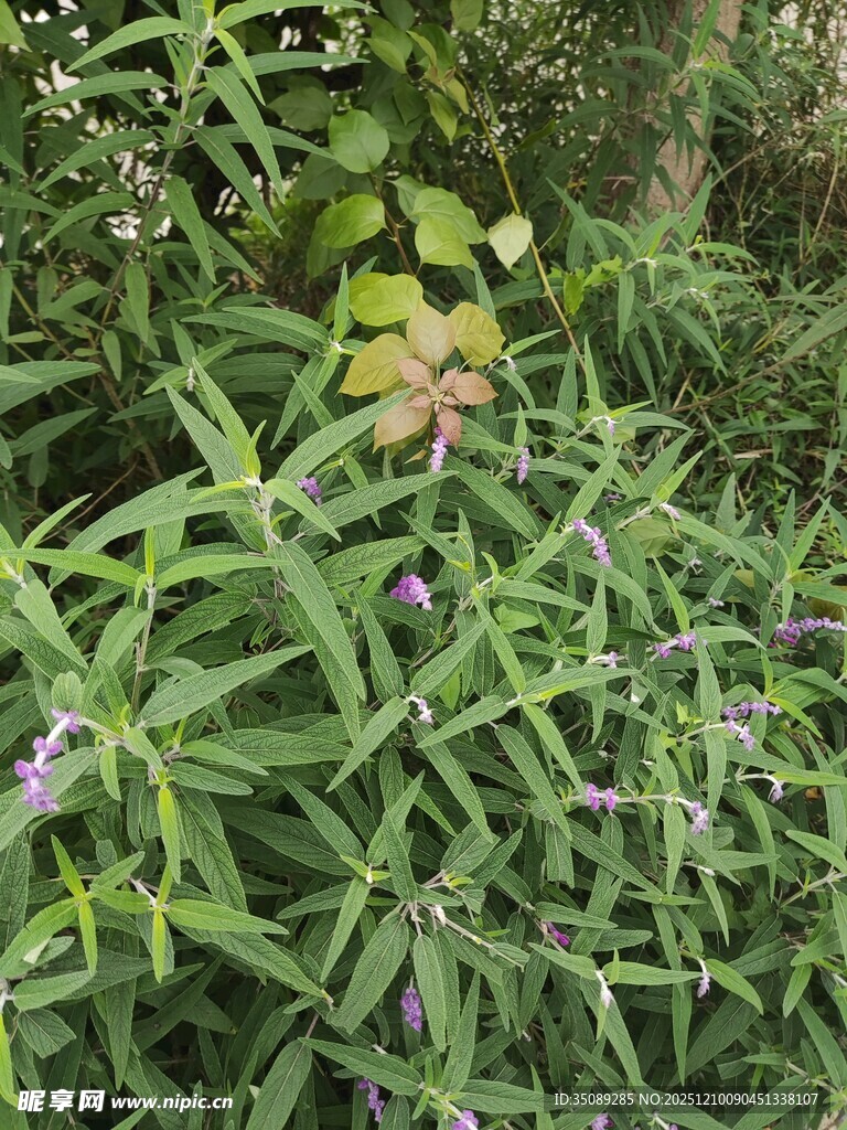 绿叶间的紫色小花