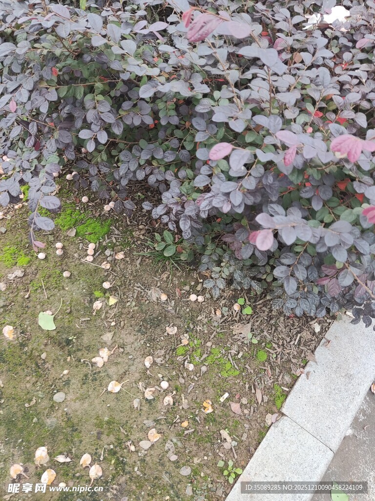 紫叶李下散落花瓣景象