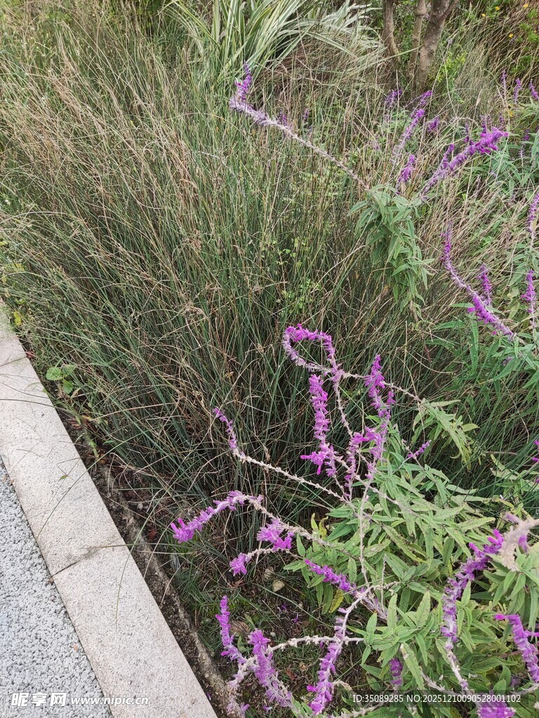 路边紫色小花与绿植景观