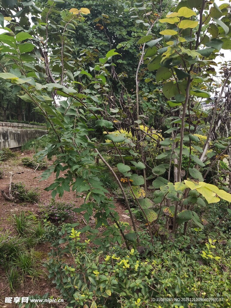 繁茂树林中的多样绿植