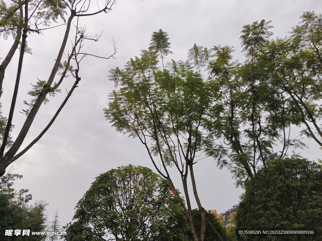 户外树木绿植景观