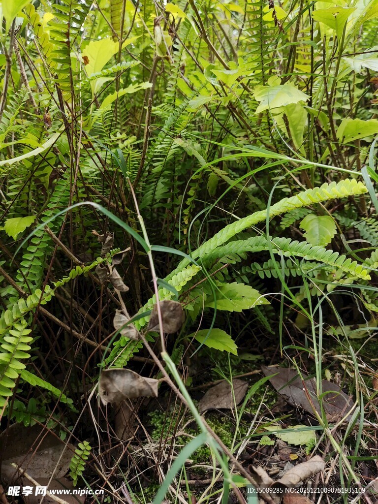 茂密丛生的绿色蕨类植物