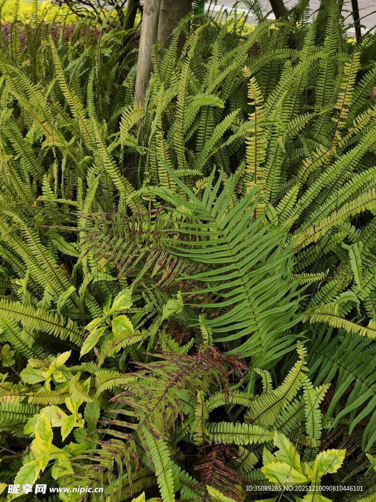 翠绿蕨类植物自然景致