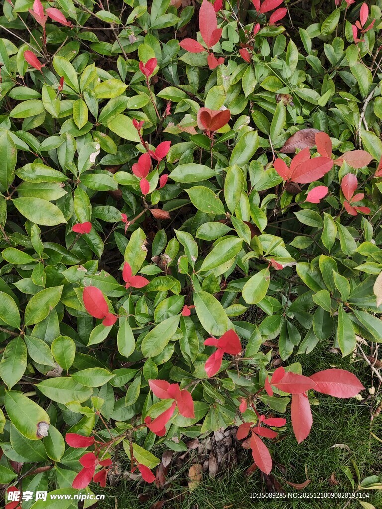 红绿相间的多彩叶片植物