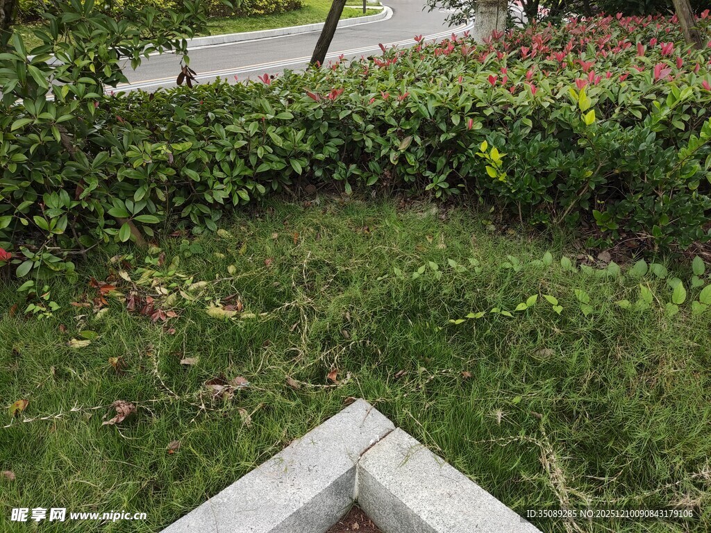 户外绿植景观一角