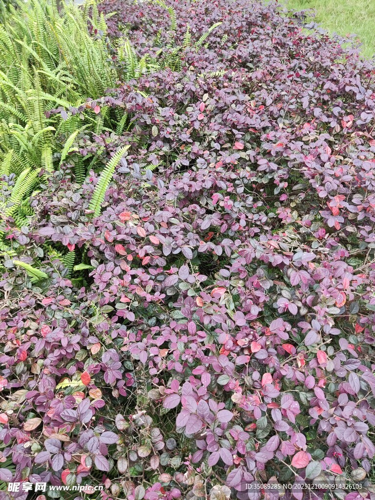 紫叶植物景观