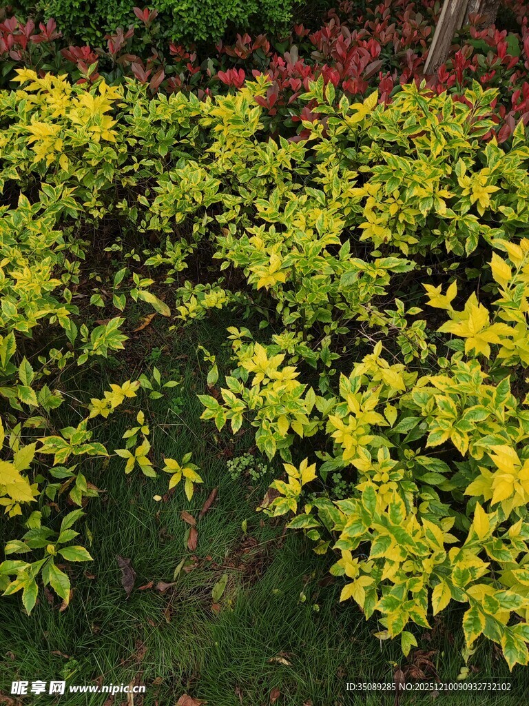 金黄叶片的多彩植物景观