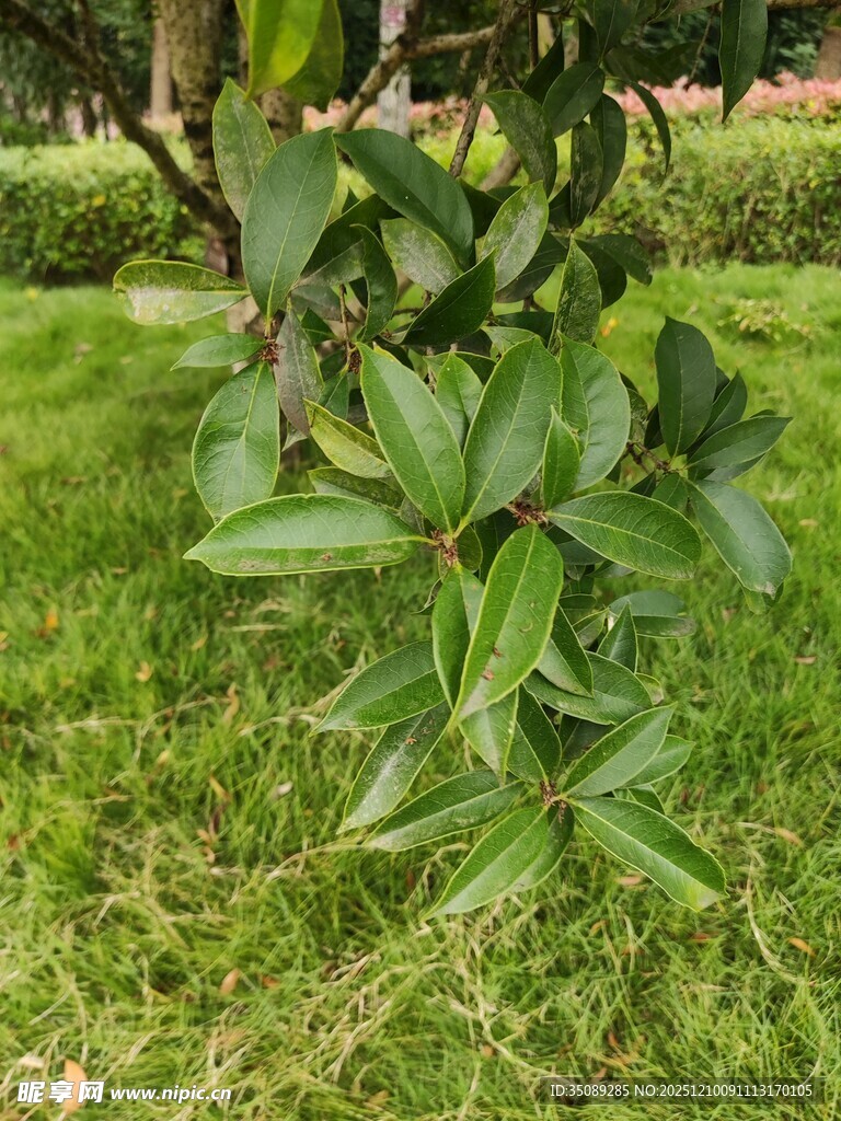 绿叶繁茂的植物特写