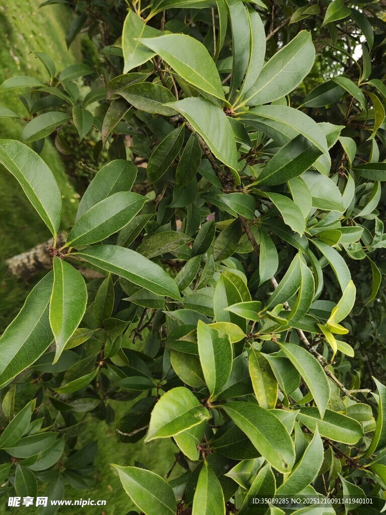 绿叶繁茂的植物景观