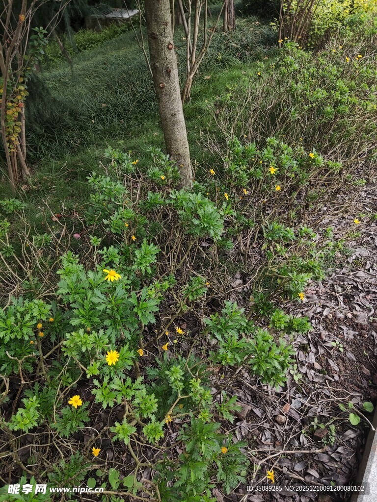 林间绽放的黄色小花