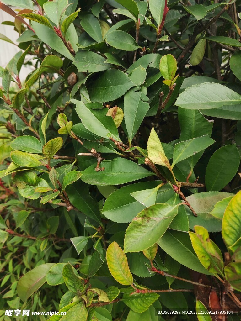 翠绿繁茂的植物叶片