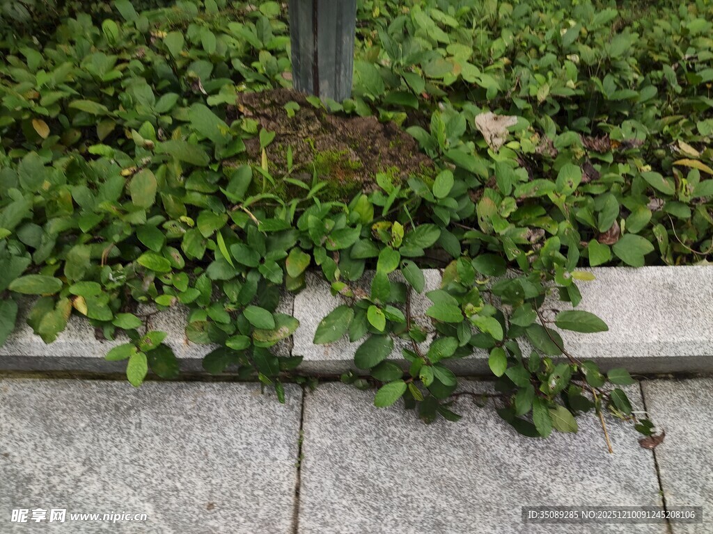 墙边翠绿藤蔓生机盎然