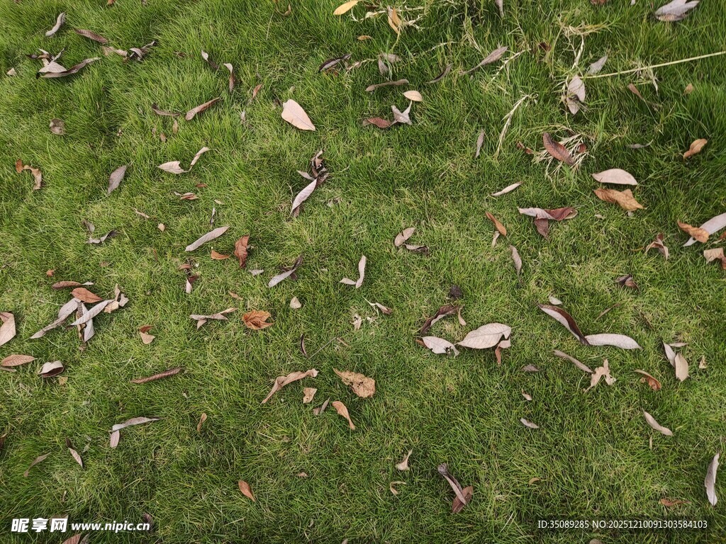 草地上散落的多彩叶片