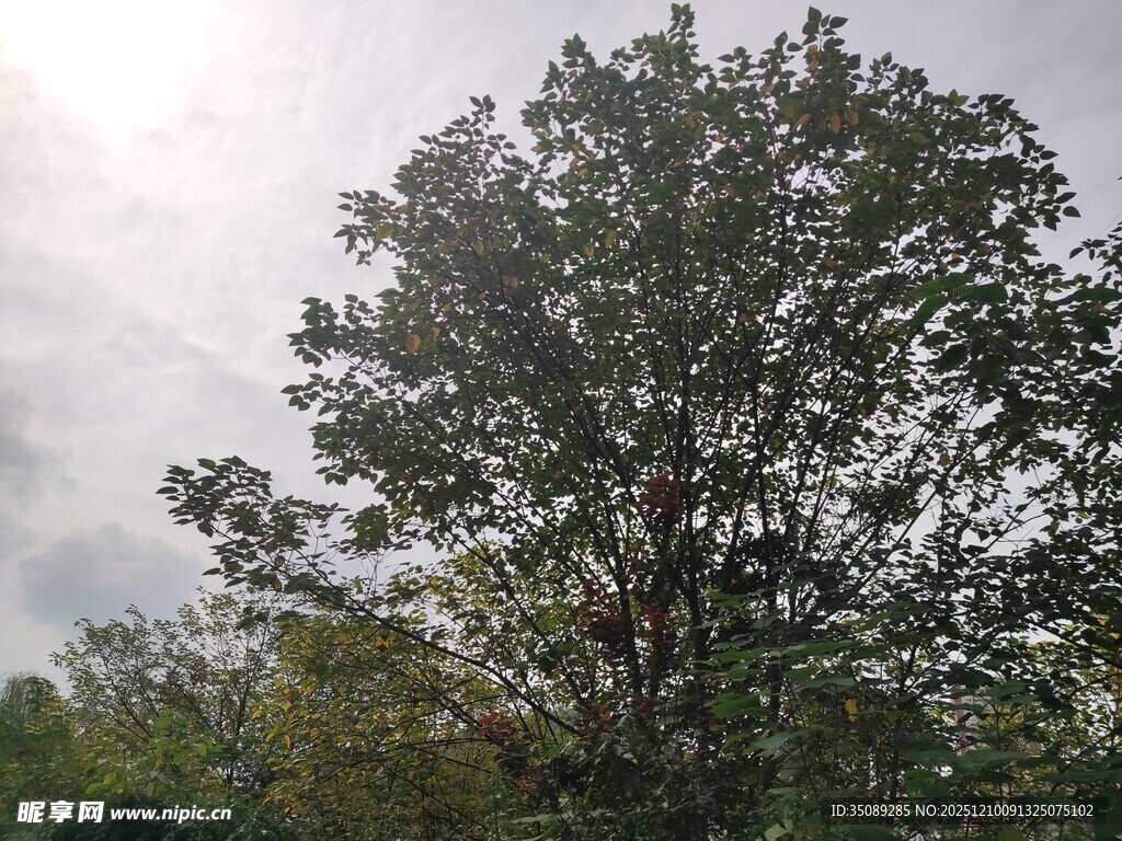 高大树木于朦胧天色中