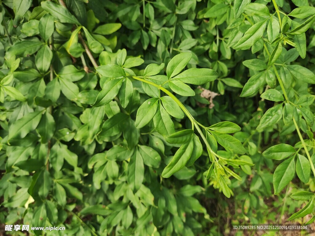茂密绿叶植物景观