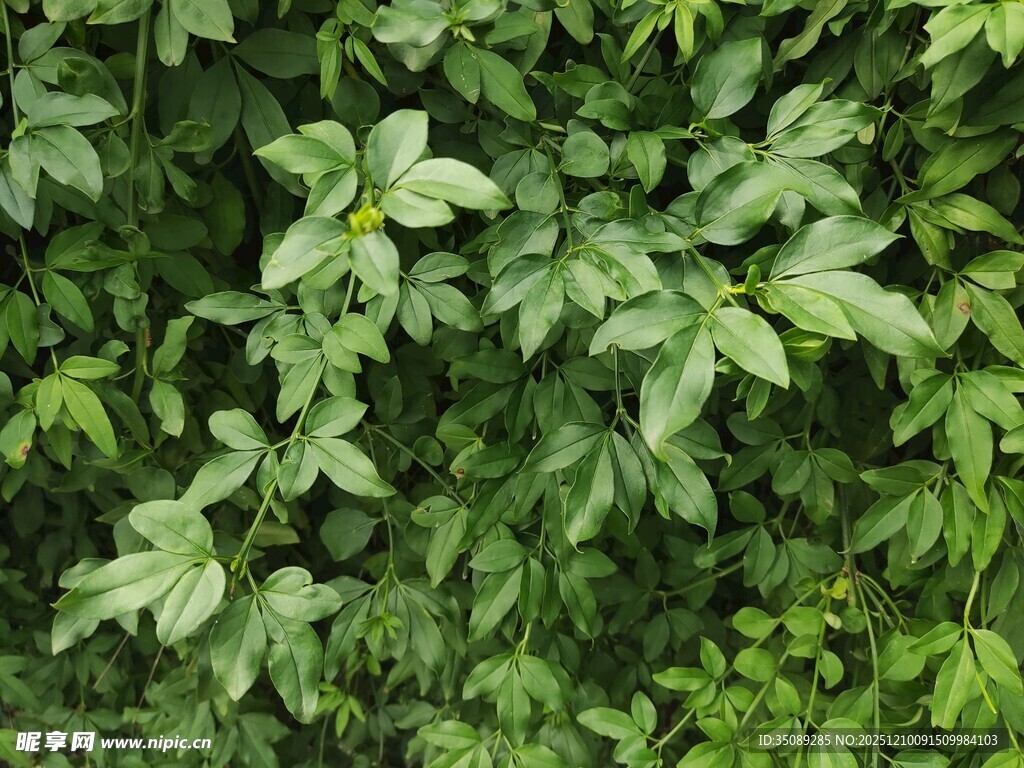 翠绿繁茂的植物叶片