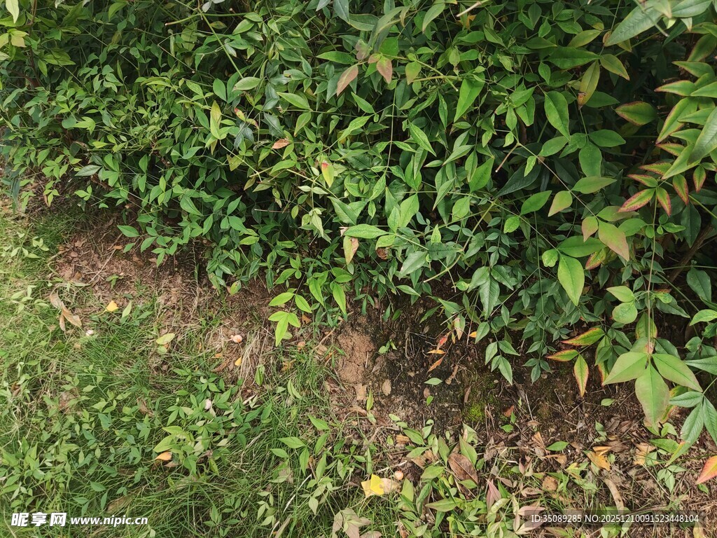 绿叶繁茂的植物景观