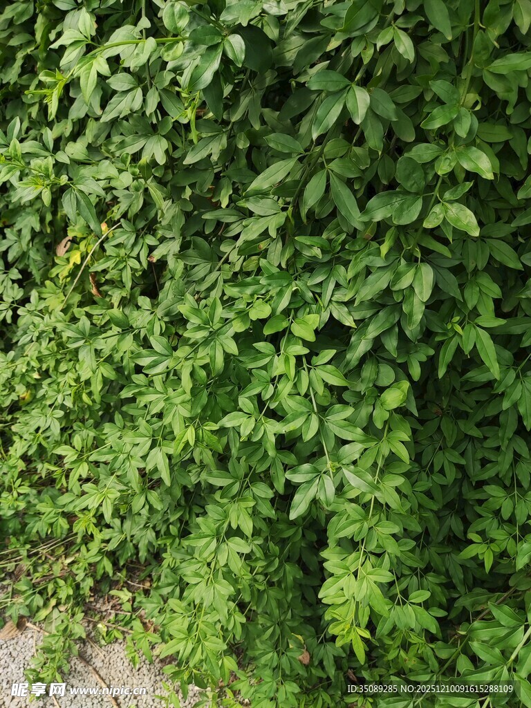 翠绿藤蔓覆盖的自然景致