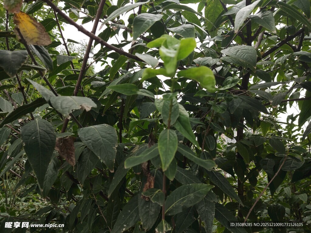 果园里繁茂的果树与果实