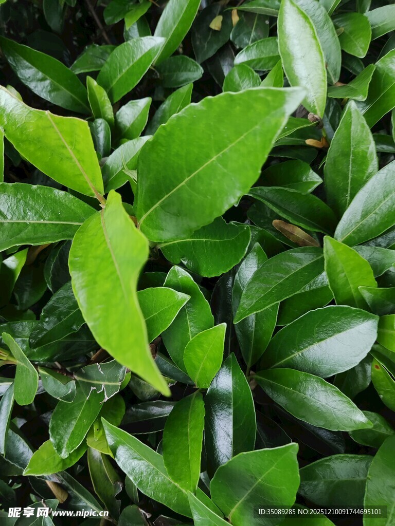 嫩绿叶片上的晶莹水珠