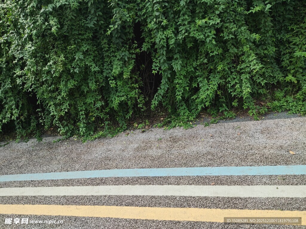 路边绿植与双黄线景观