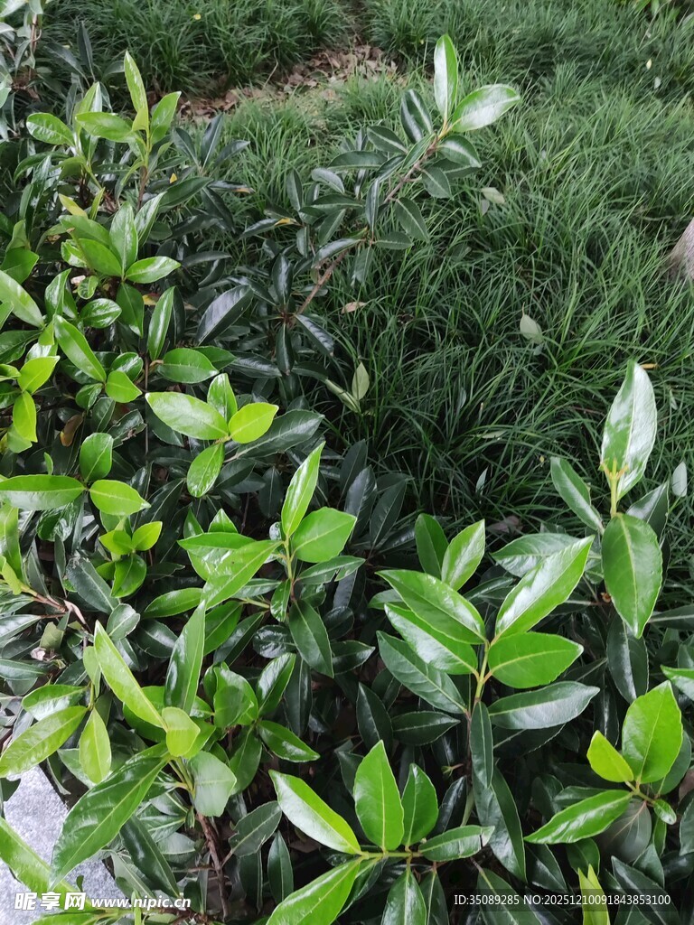 翠绿繁茂的灌木植物