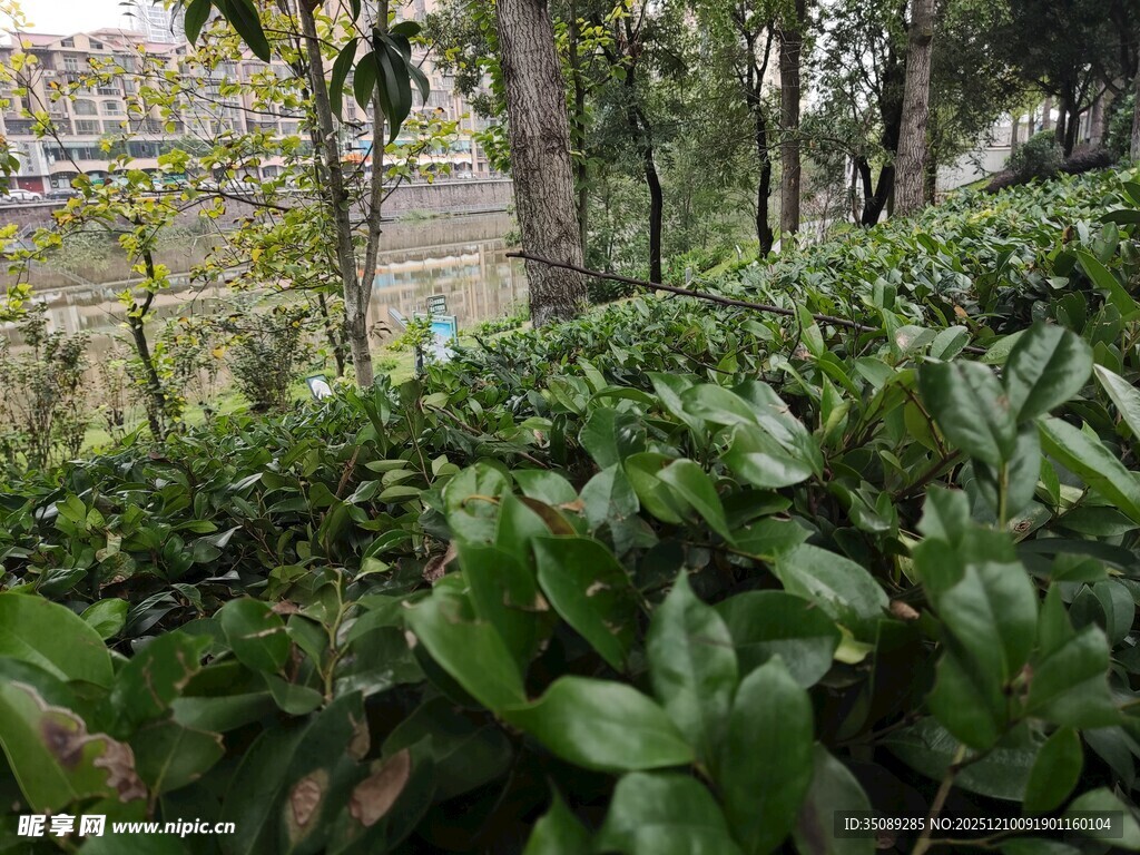 绿意盎然的户外植物景观