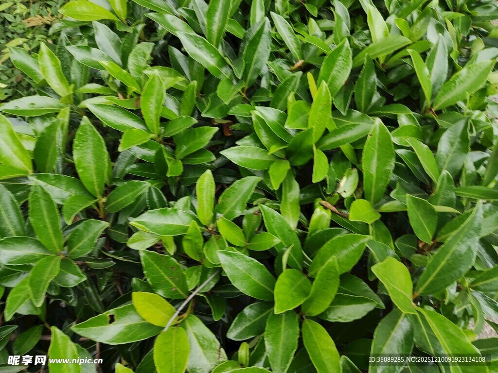 翠绿繁茂的叶片植物