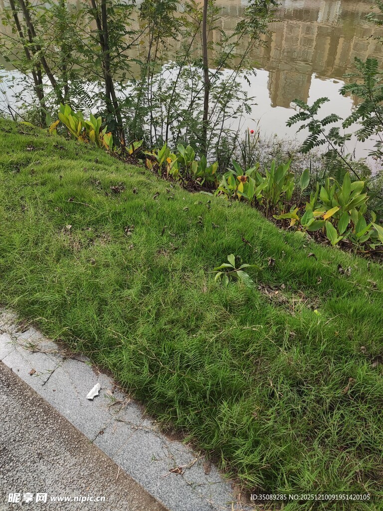 路边绿意盎然的草地景观