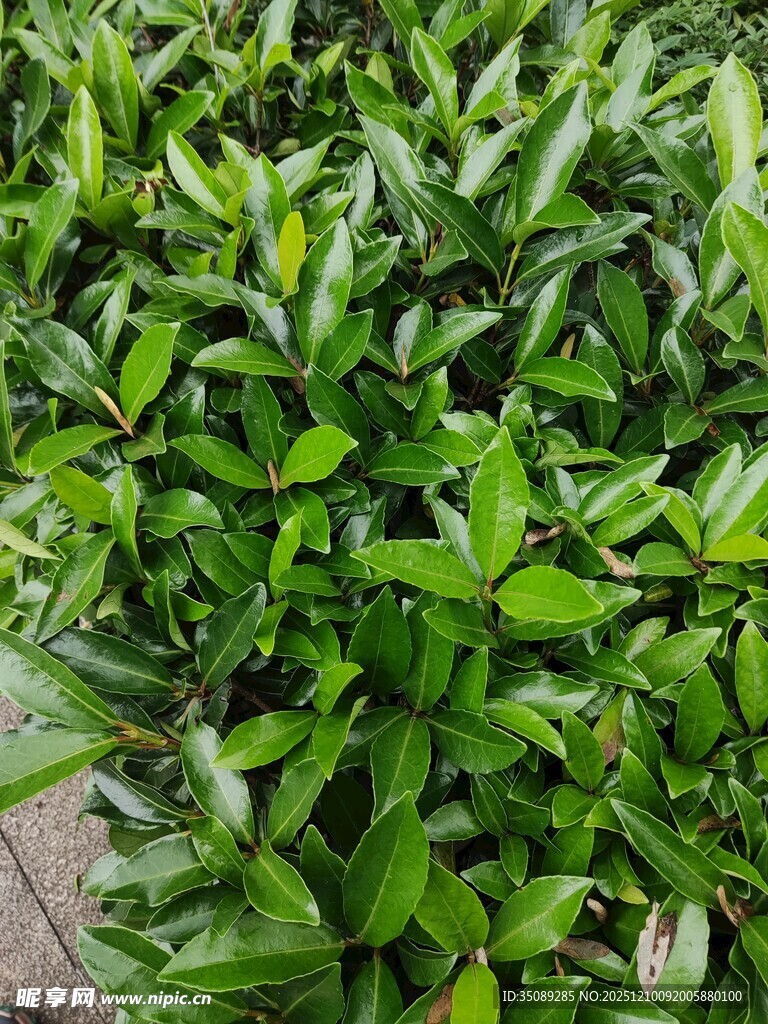 翠绿繁茂的叶片植物