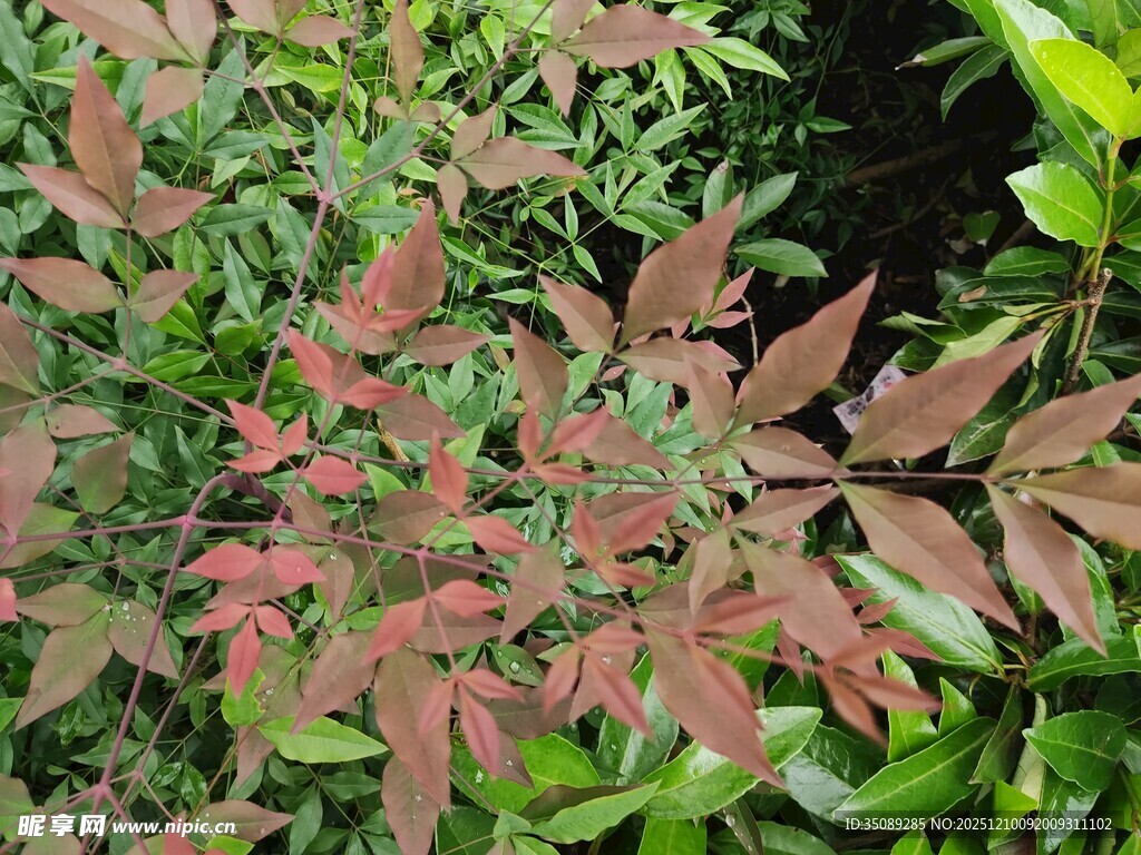 红叶植物繁茂的绿意景象