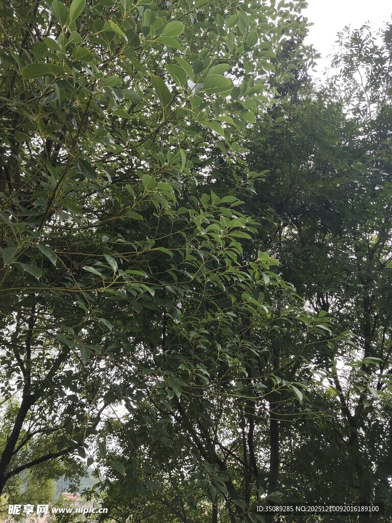 繁茂绿树展现自然生机