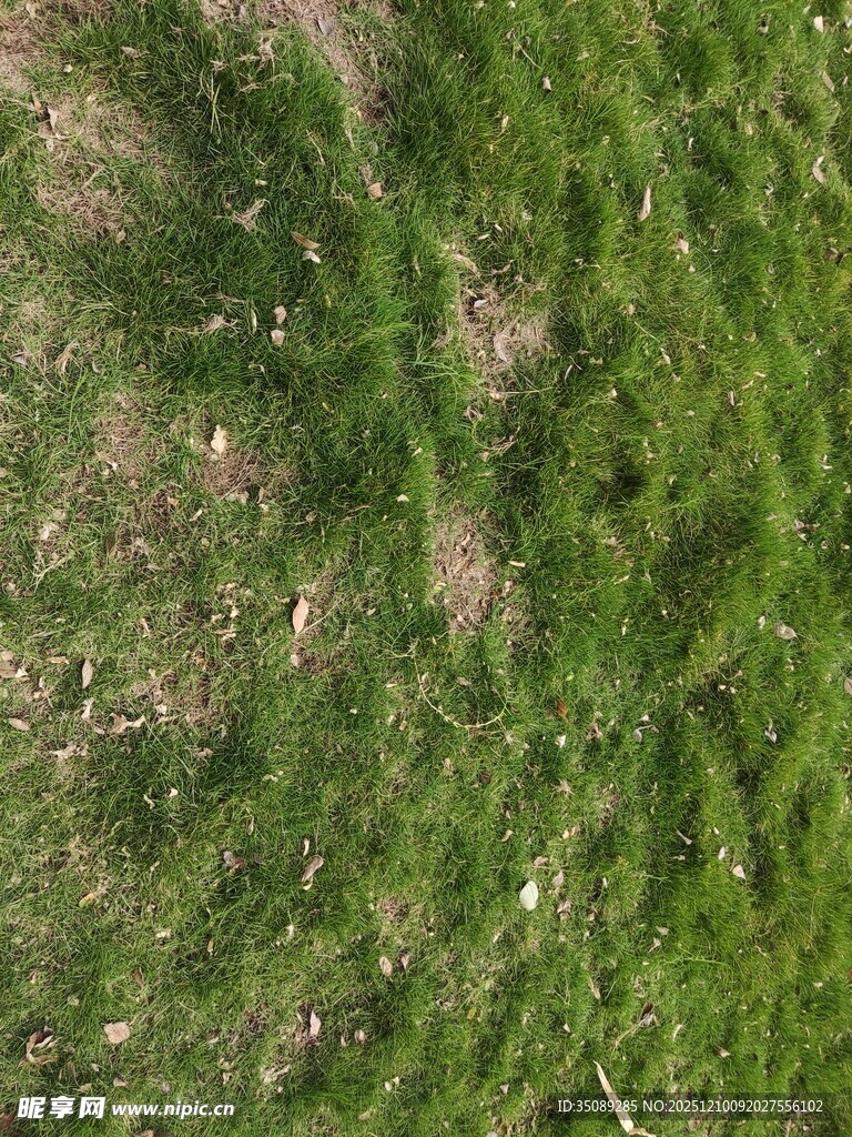 空中俯瞰翠绿草地