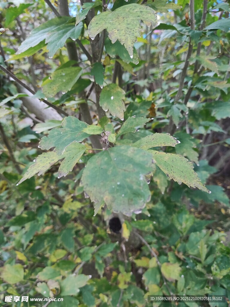 绿叶繁茂的植物景象