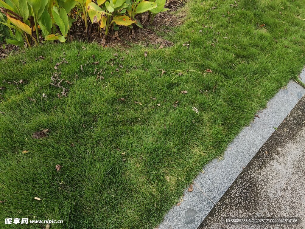路边翠绿草坪与绿植景观