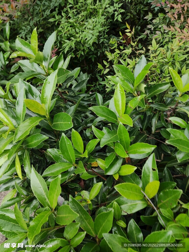 翠绿繁茂的植物叶片