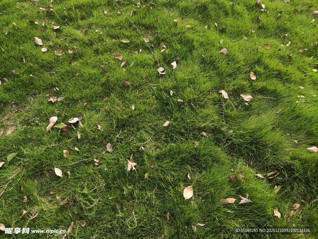 翠绿草地散落枯黄树叶