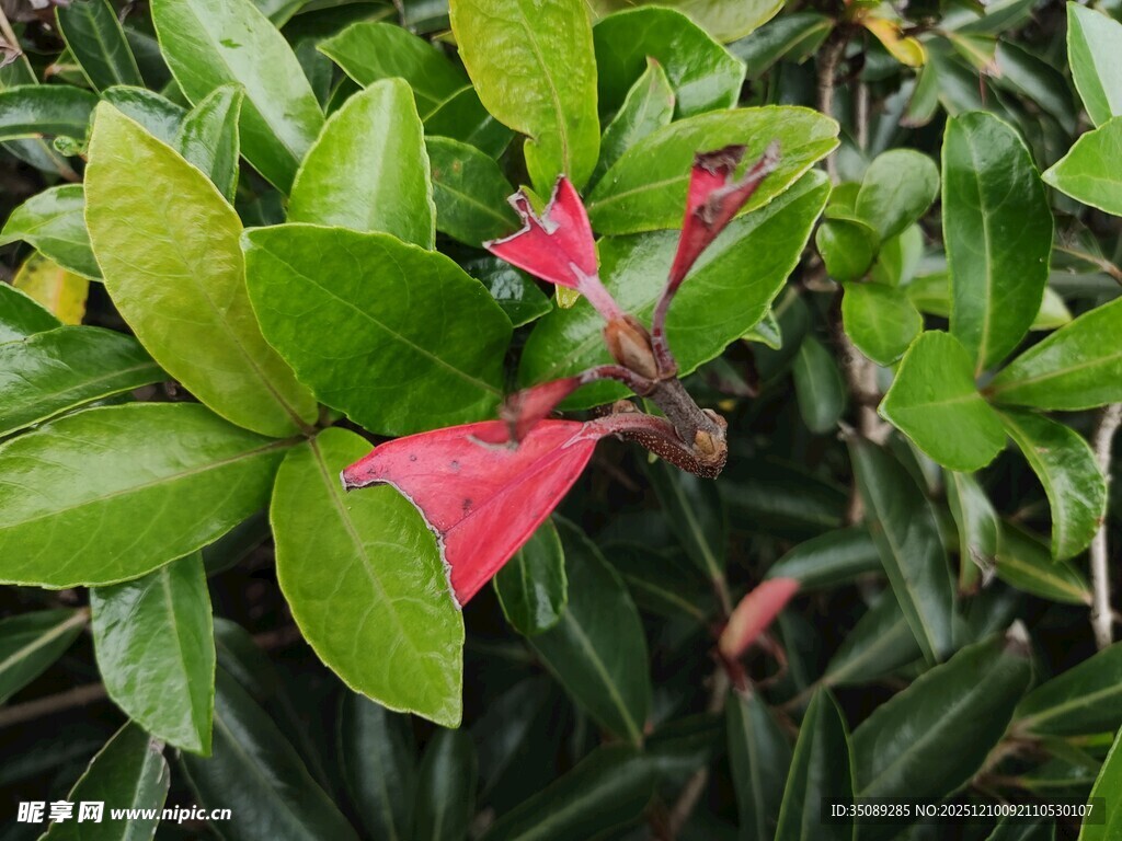 绿叶丛中一抹红