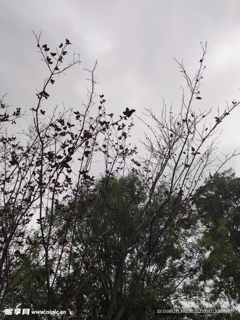 阴天树枝与繁茂枝叶景象
