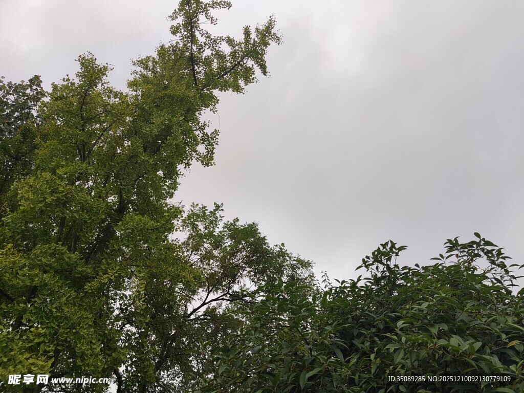 阴天中的葱郁树木