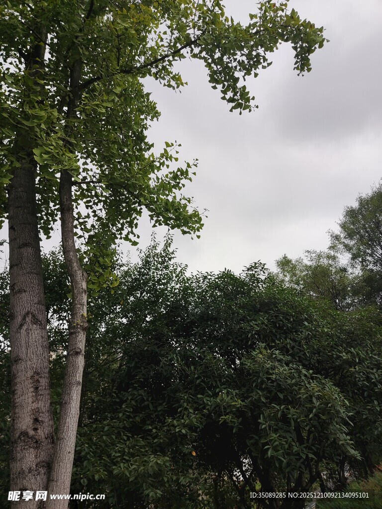 户外绿树成荫的自然景象