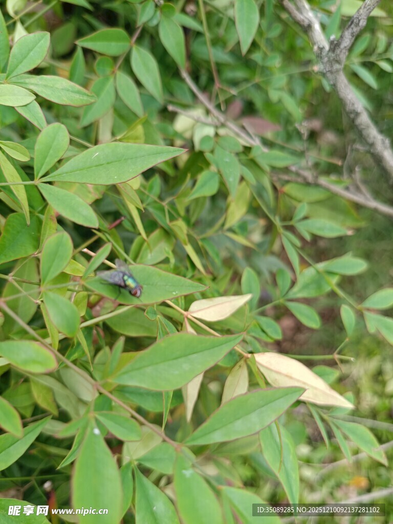 绿叶丛中的蓝紫色果实