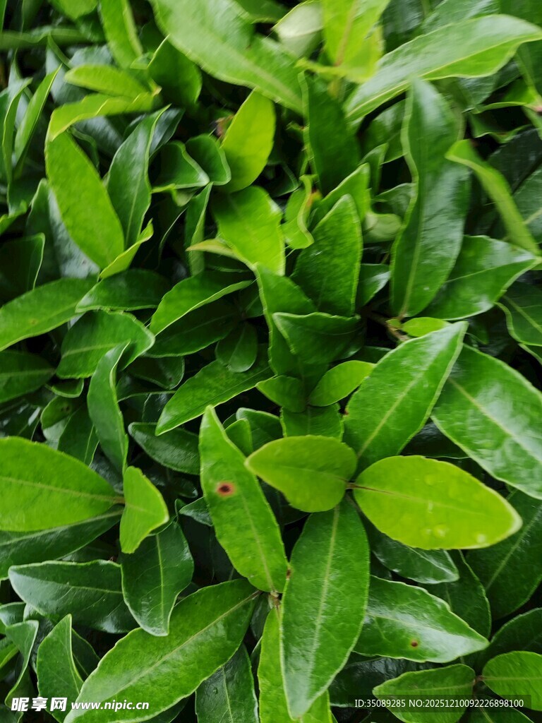 翠绿鲜嫩的植物叶片
