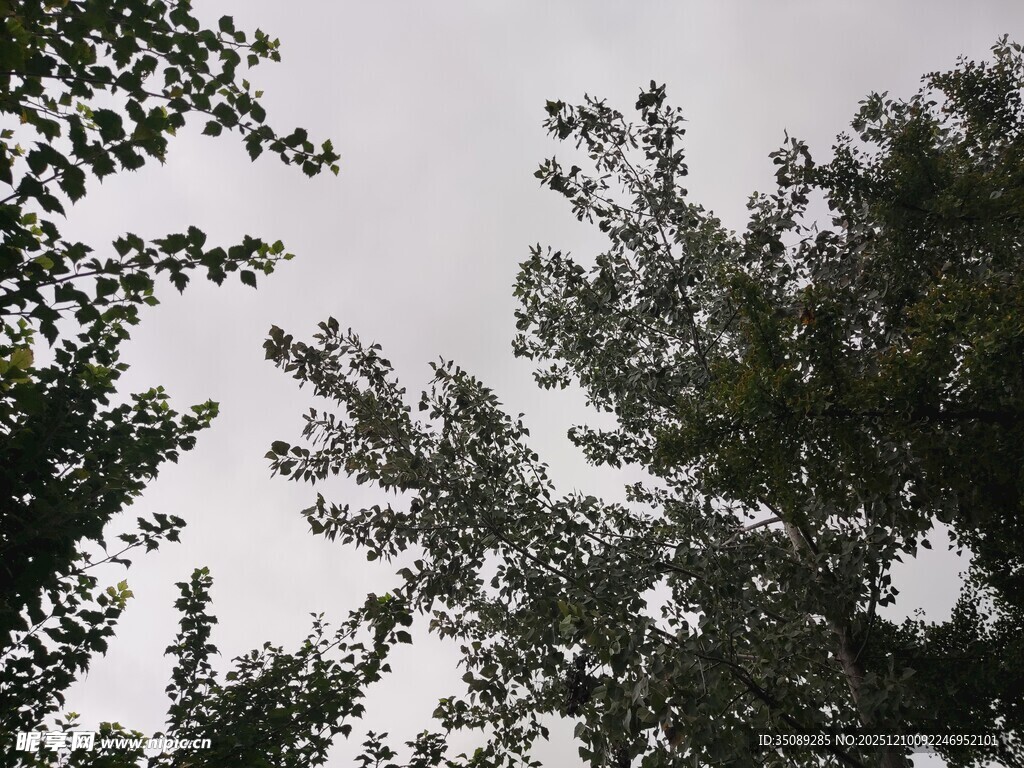 仰视树冠绿意盎然